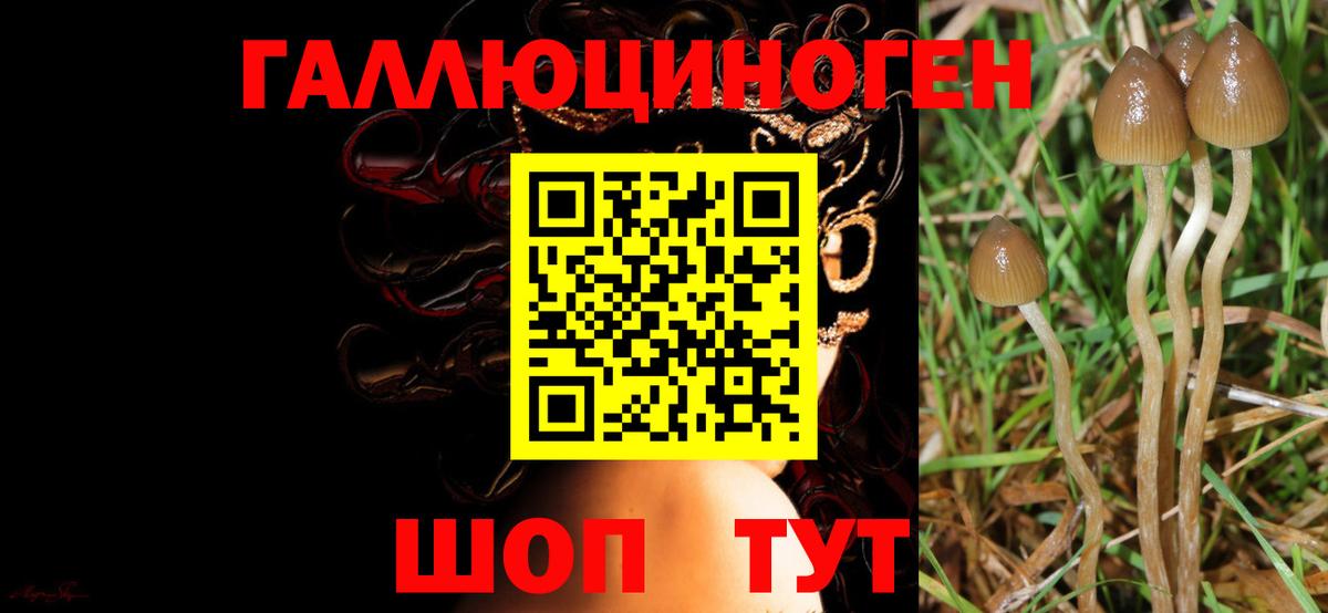 Дивногорск  Галлюциногенные грибы Psilocybine cubensis  Вход с VPN 